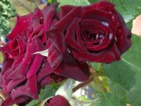Wet "black" rose this morning