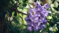 Orchid-jungle-violet