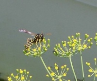 001Bee on Dill