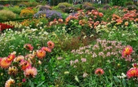 Flowers for today :-)