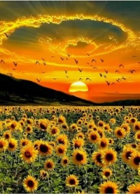 sunflowers for ukraine