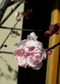 Flores de cerezo
