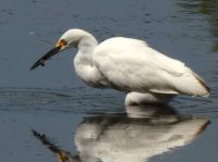 Egret
