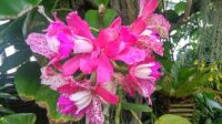 Orchids