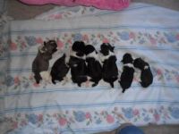 Max and Precious's babies