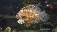 The Dreaded Lionfish