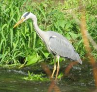 Our resident grey heron