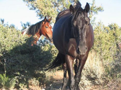 Wild Horses in Nevada 117_1730