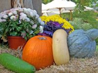 Harvest Time