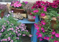 Summerflowers