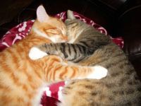 Toby & TomKat sleeping
