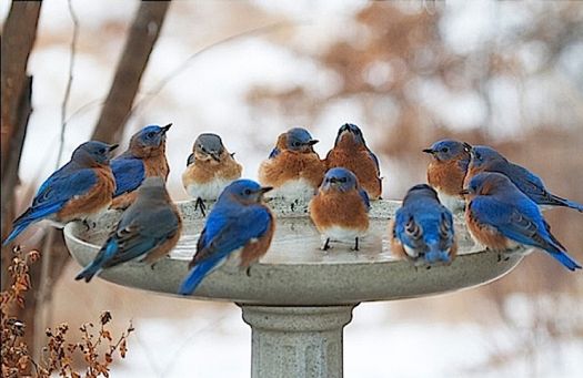 Bluebirds-a dozen bathers