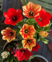 Tulips!!  😊