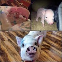 3 piglets