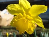 meg's daffodil