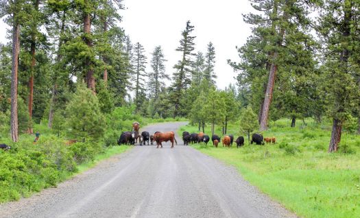 SMALL CATTLE DRIVE