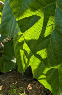 Sunlight and shadows on large leaves