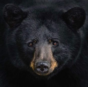 Solve 1 ~ 'Gorgeous Black Bear Face.' jigsaw puzzle online with 25 pieces