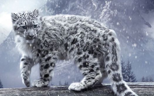 Endangered Wild Cats: Snow Leopard