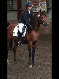 Arab stallion just finished his dressage test