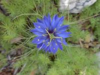 Love in a Mist
