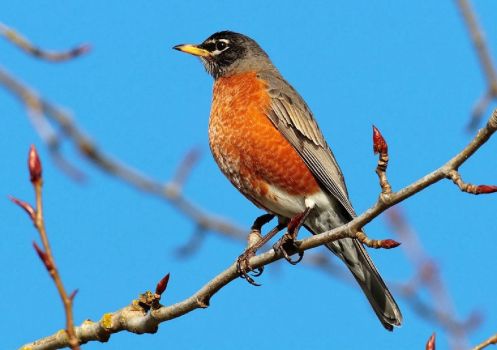 Wisconsin State Bird  ~  American Robin ... (Lovely Robin Red Breast)
