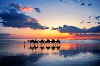Camel Riders At Cable Beach In Western Australia