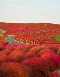 Seaside Park Japan