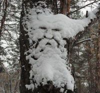 SNOW FACE ON TREE