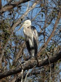 GREAT BLUE HERON perched in  a tree