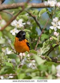 Baltimore-Oriole-in-the-midst-of-Apple-blossoms