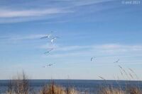 Seagulls over Vineyard Sound