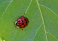 Ladybug in Springfield, Oregon