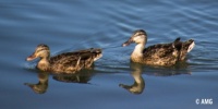 Female Mallards
