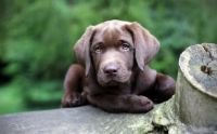 cute chocolate lab puppy