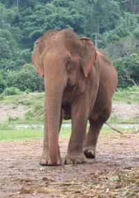ELEPHANT RESCUE SANCTUARY - NEAR CHIANGMAI - THAILAND