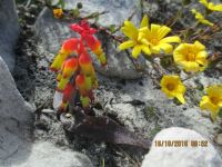 Fynbos Flowers, Spring Cape of Good Hope South Africa
