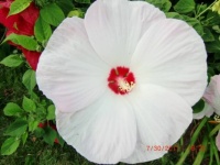 Hardy Hibiscus - up close and personal!