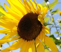 Marianne's Sunflower