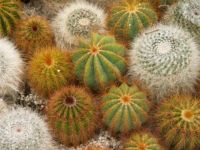 Beauty of cactus - Diversity