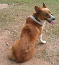 Leko over shoulder