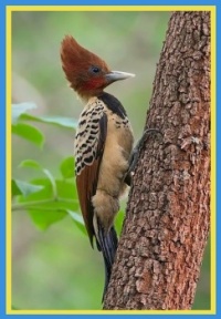 Pica-pau do parnaíba  Celeus obrieni