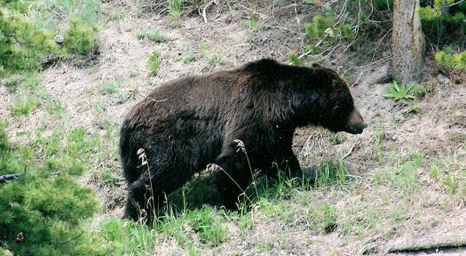 montana bear