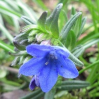 Lithodora Diffusa "Heavenly Blue"  ...(volunteer)