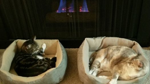 Kitties by the fire