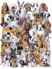 Lots of Dogs