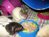 Noodlemania - with Jacob, James and Noah