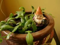 Diogenes and the Christmas Cactus