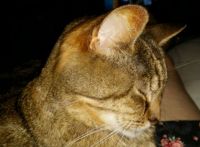 Sleepy Stubbs