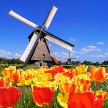 windmills and tulips